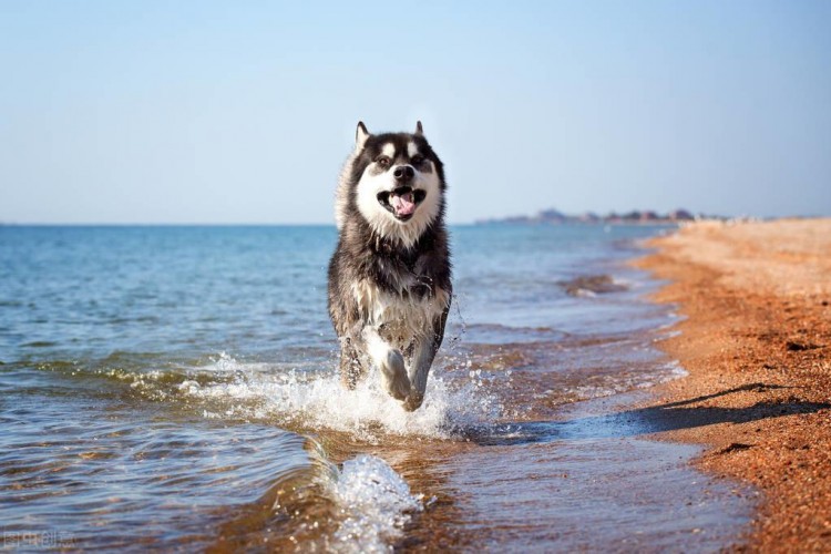 为什么养阿拉斯加犬的人越来越少很多人表示接受不了这几点