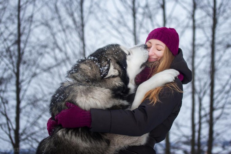 为什么养阿拉斯加犬的人越来越少很多人表示接受不了这几点