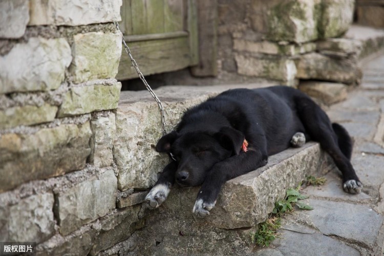 “中华田园犬”不能当警犬的，5个理由，你认同吗？