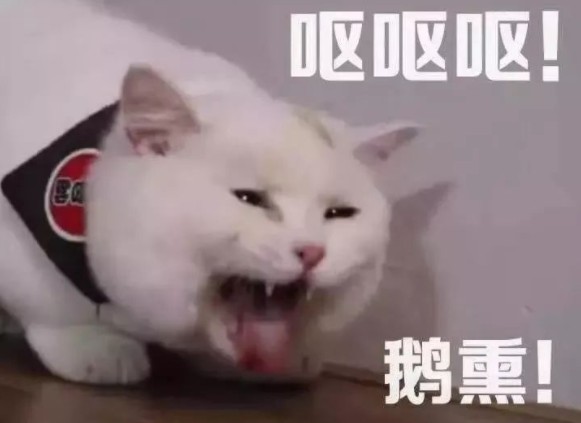 猫咪经常发出“干呕”的声音是怎么回事？