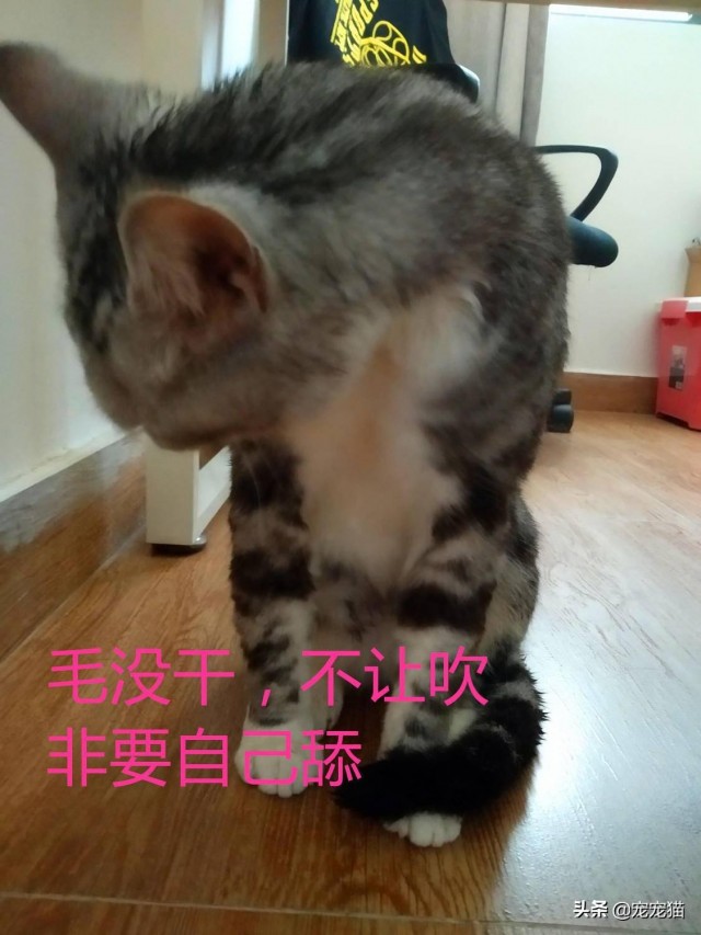 给猫洗澡，猫感冒了，记恨上了我