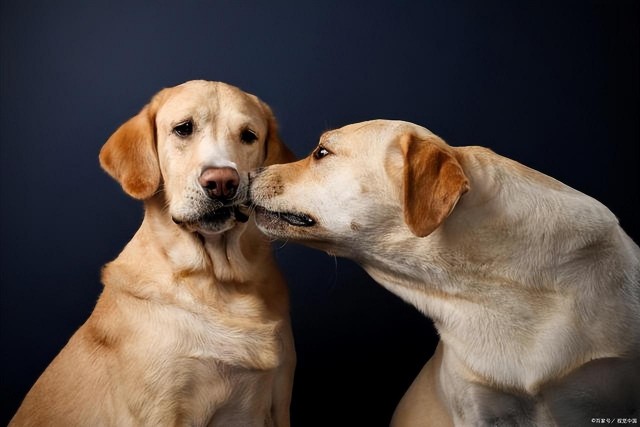 盘点国内12种热门犬种喂养的好处与坏处看完你会选择养一只吗