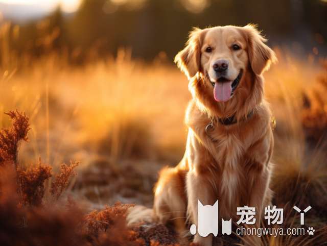 罗威纳犬：主人我没疯，我只是想保护你