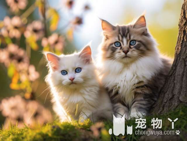 广州宠有家的猫猫质量如何？值得信赖吗？