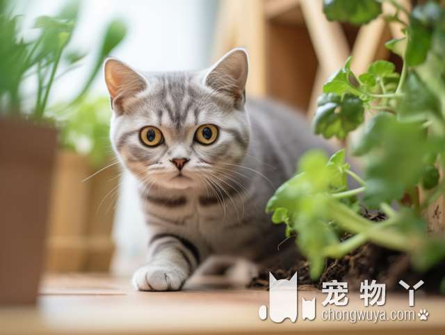 寻找一只活泼亲人的小猫？还是一个霸气却特别乖巧的大猫?